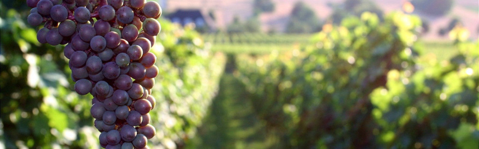 Resveratrol - As Seen On TV