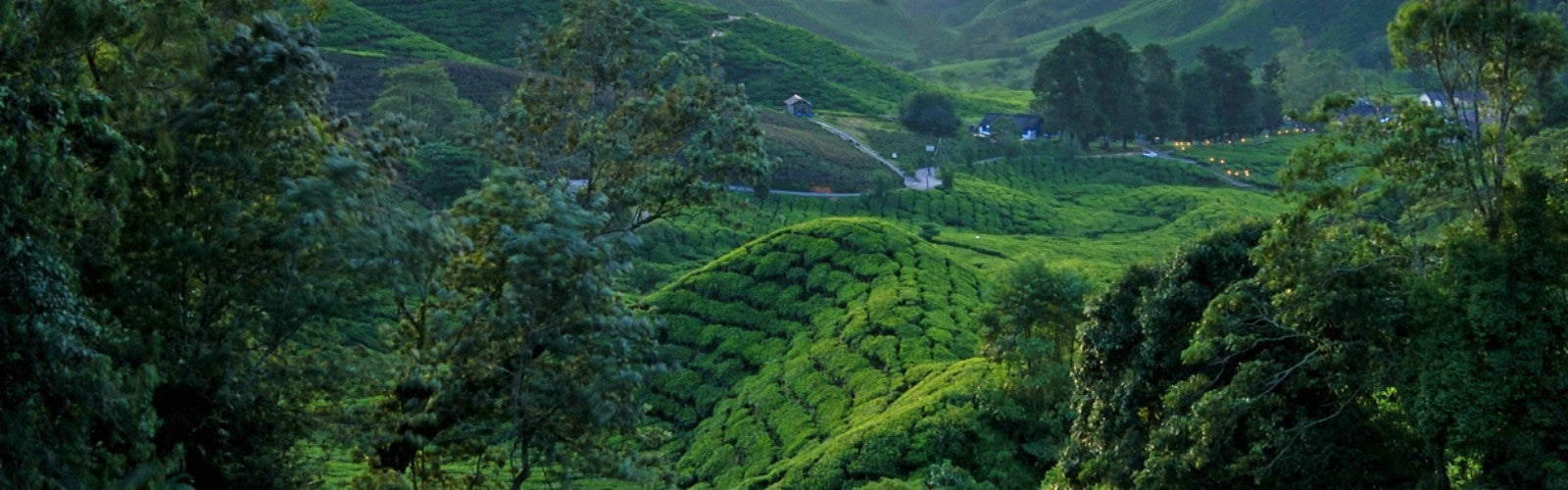 Wu-Long Tea - As Seen On Media